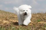 BICHON FRISE 130